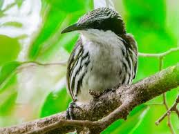 Attēlu rezultāti vaicājumam “Rhabdomiris striatellus imago”