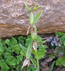 Attēlu rezultāti vaicājumam “Epirranthis diversata upperside”