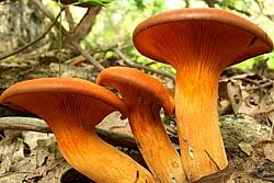 Attēlu rezultāti vaicājumam “Hygrophoropsis aurantiaca”