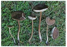 Image result for Melanoleuca rasilis var. pseudoluscina