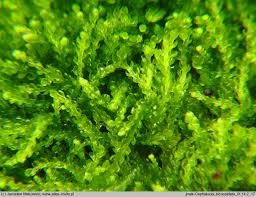 Attēlu rezultāti vaicājumam “Cephalozia bicuspidata sporophyte”