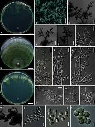 Attēlu rezultāti vaicājumam “Ophiostoma polyporicola”