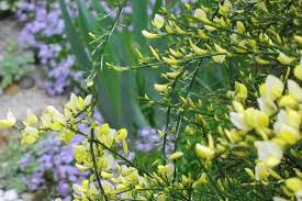 Image result for Cytisus scoparius