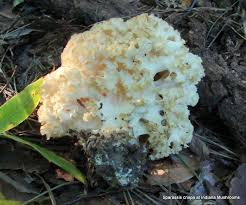 Attēlu rezultāti vaicājumam “Sparassis crispa”