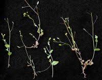 Attēlu rezultāti vaicājumam “Draba nemorosa fruit”