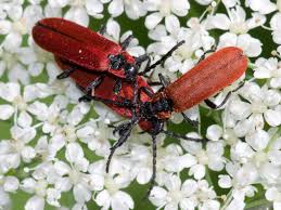 Attēlu rezultāti vaicājumam “Lygistopterus sanguineus larva”