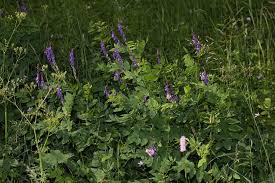 Attēlu rezultāti vaicājumam “Galega orientalis fruit”