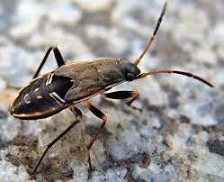 Image result for Rhyparochromus