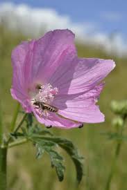 Image result for Malva alcea