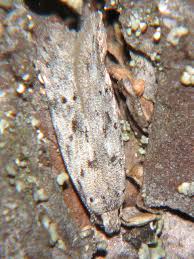 Attēlu rezultāti vaicājumam “Carpatolechia proximella”