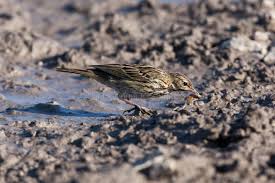 Attēlu rezultāti vaicājumam “Anthus trivialis adult”
