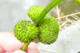 Attēlu rezultāti vaicājumam “Sagittaria sagittifolia fruit”