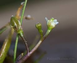 Attēlu rezultāti vaicājumam “Subularia aquatica”