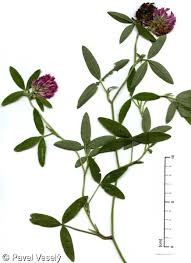 Attēlu rezultāti vaicājumam “Trifolium medium flower”