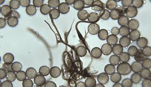 Attēlu rezultāti vaicājumam “Diderma montanum”