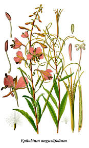 Attēlu rezultāti vaicājumam “Epilobium angustifolium”