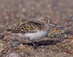 Attēlu rezultāti vaicājumam “Calidris alba adult”