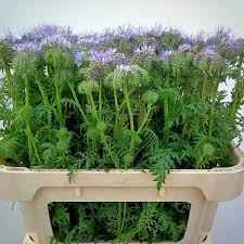 Image result for Phacelia