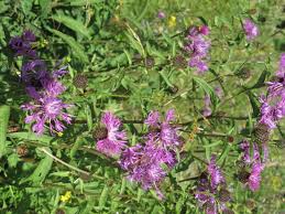 Attēlu rezultāti vaicājumam “Centaurea phrygia”