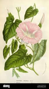 Attēlu rezultāti vaicājumam “Calystegia sepium fruit”