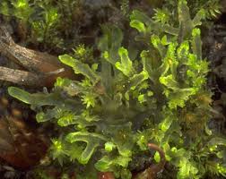 Attēlu rezultāti vaicājumam “Riccardia incurvata”