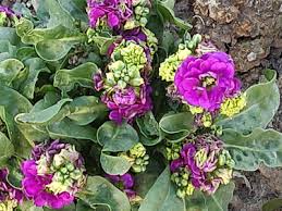 Attēlu rezultāti vaicājumam “Dianthus arenarius bud”