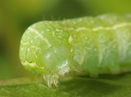 Attēlu rezultāti vaicājumam “Cosmia pyralina”