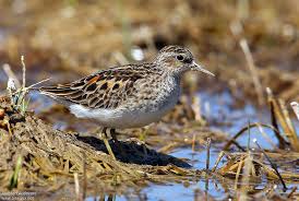 Image result for Calidris subminuta