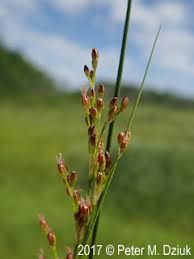 Attēlu rezultāti vaicājumam “Juncus gerardii leaf”