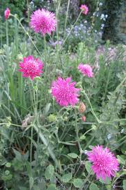 Image result for Knautia dipsacifolia