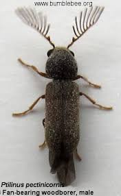 Attēlu rezultāti vaicājumam “Ctenicera pectinicornis male”