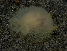 Attēlu rezultāti vaicājumam “Amaurochaete fusiformis”