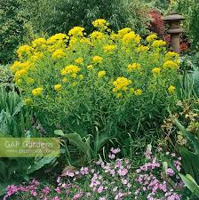 Attēlu rezultāti vaicājumam “Euphorbia palustris”