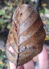 Attēlu rezultāti vaicājumam “Typhula setipes”