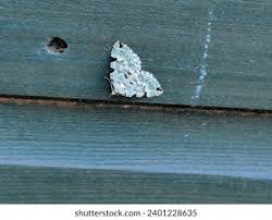 Attēlu rezultāti vaicājumam “Colostygia pectinataria male”