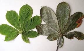 Attēlu rezultāti vaicājumam “Aesculus hippocastanum leaf”