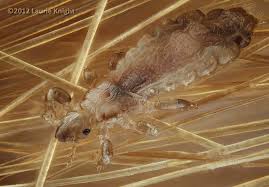 Attēlu rezultāti vaicājumam “Pediculus humanus capitis”