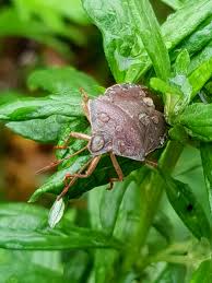 Attēlu rezultāti vaicājumam “Palomena prasina”