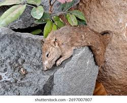 Attēlu rezultāti vaicājumam “Rodentia”