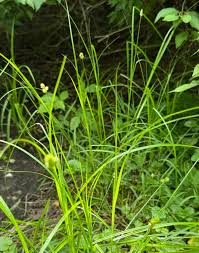 Attēlu rezultāti vaicājumam “Carex appropinquata fruit”