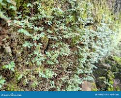 Attēlu rezultāti vaicājumam “Rhizomnium punctatum”