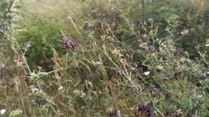 Attēlu rezultāti vaicājumam “Medicago x varia  flower”
