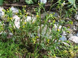 Attēlu rezultāti vaicājumam “Senecio vulgaris”