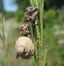 Attēlu rezultāti vaicājumam “Calophasia lunula”
