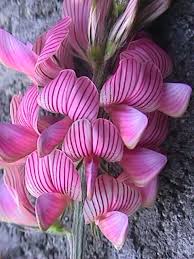 Image result for Onobrychis viciifolia