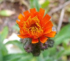 Attēlu rezultāti vaicājumam “Pilosella aurantiaca flower”