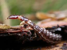 Attēlu rezultāti vaicājumam “Raphidioptera larva”