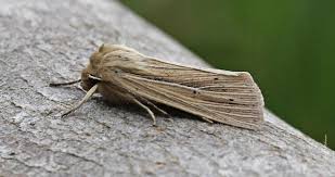 Attēlu rezultāti vaicājumam “Mythimna impura”