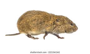 Attēlu rezultāti vaicājumam “Microtus agrestis”