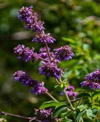 Attēlu rezultāti vaicājumam “Salvia verticillata flower”